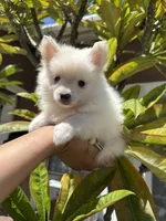 BonBon, a male Pomeranian for sale in Norwalk, CA – 1 of 7