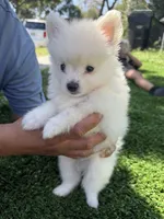 Dash, a male Pomeranian for sale in Norwalk, CA – 7 of 7