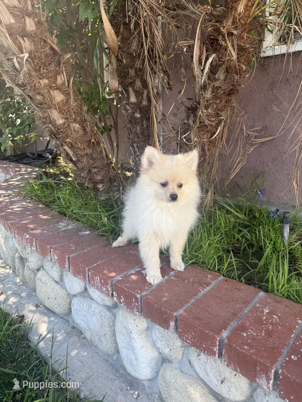 Charlie, a male Pomeranian for sale in Norwalk, CA – 1 of 3