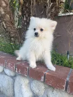 Rick, a male Pomeranian for sale in Norwalk, CA – 1 of 3