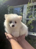 Luca, a male Pomeranian for sale in Norwalk, CA – 2 of 3