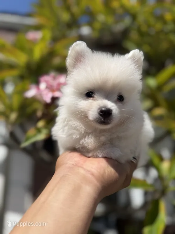 Dash – Pomeranian puppy for sale in Norwalk, CA