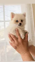 Buddy , a male Pomeranian for sale in Norwalk, CA – 1 of 1