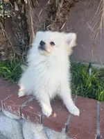 Rick, a male Pomeranian for sale in Norwalk, CA – 2 of 3