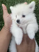 BonBon, a male Pomeranian for sale in Norwalk, CA – 7 of 7