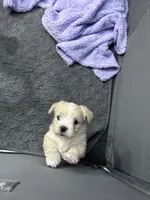 Jojo☺️, a male Maltese and Shih Tzu for sale in Orlando, FL – Photo 1 of 4