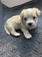 Jojo☺️, a male Maltese and Shih Tzu for sale in Orlando, FL – Photo 2 of 4