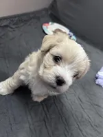 Jojo☺️, a male Maltese and Shih Tzu for sale in Orlando, FL – Photo 3 of 4