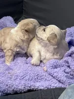 Polo ❤️, a male Maltese and Shih Tzu for sale in Orlando, FL – Photo 3 of 3