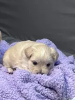 Polo ❤️, a male Maltese and Shih Tzu for sale in Orlando, FL – Photo 2 of 3