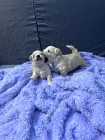 Jojo🥹, a male Maltese and Shih Tzu for sale in Orlando, FL – Photo 2 of 4