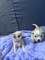 Jojo🥹, a male Maltese and Shih Tzu for sale in Orlando, FL – Photo 4 of 4