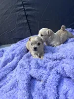 Jojo🥹, a male Maltese and Shih Tzu for sale in Orlando, FL – Photo 3 of 4