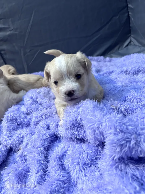 Jojo🥹 – Maltese, Shih Tzu puppy for sale in Orlando, FL