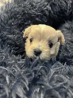 Daisy 🌼 , a female Maltese and Shih Tzu for sale in Orlando, FL – Photo 6 of 8