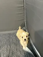 Daisy 🌼 , a female Maltese and Shih Tzu for sale in Orlando, FL – Photo 2 of 8