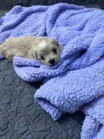 Daisy 🌼 , a female Maltese and Shih Tzu for sale in Orlando, FL – Photo 8 of 8