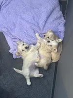 Daisy 🌼 , a female Maltese and Shih Tzu for sale in Orlando, FL – Photo 7 of 8