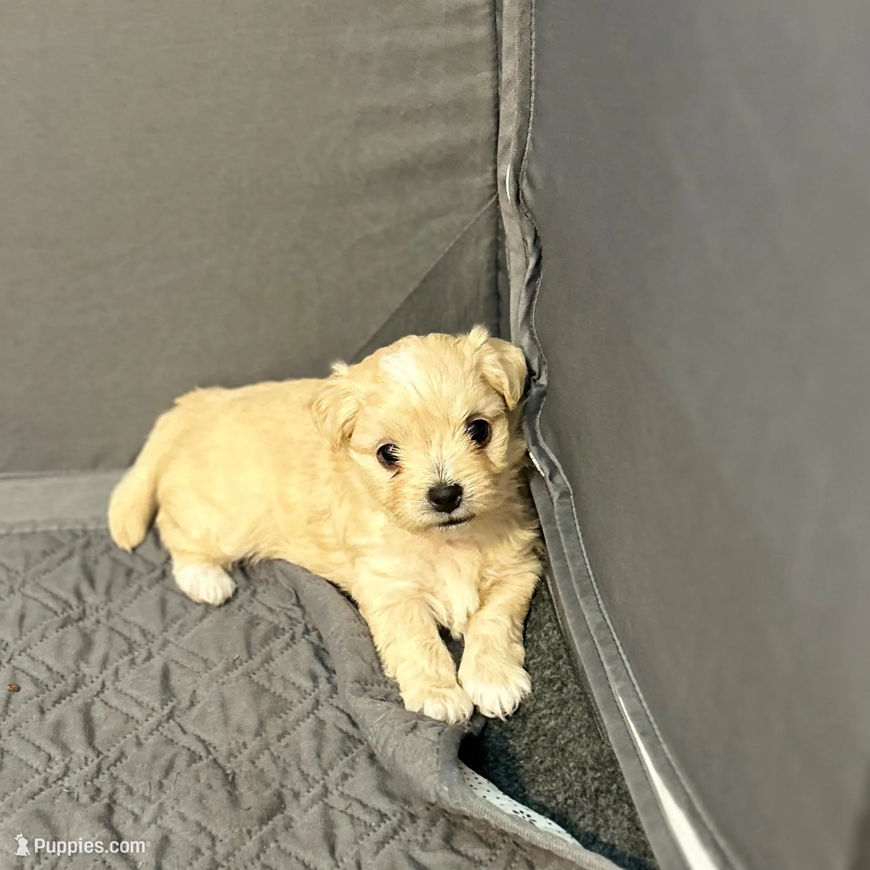 Daisy 🌼  – Maltese, Shih Tzu puppy for sale in Orlando, FL