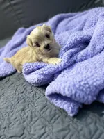 Daisy 🌼 , a female Maltese and Shih Tzu for sale in Orlando, FL – Photo 4 of 8