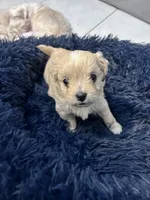 Daisy 🌼 , a female Maltese and Shih Tzu for sale in Orlando, FL – Photo 5 of 8