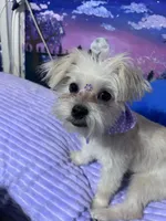 Daisy🌼 , a female Maltese and Shih Tzu for sale in Orlando, FL – Photo 1 of 5