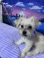 Daisy🌼 , a female Maltese and Shih Tzu for sale in Orlando, FL – Photo 2 of 5