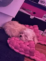 Daisy🌼 , a female Maltese and Shih Tzu for sale in Orlando, FL – Photo 3 of 5