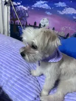 Daisy🌼 , a female Maltese and Shih Tzu for sale in Orlando, FL – Photo 4 of 5