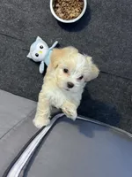 JJ🥹, a male Maltese and Shih Tzu for sale in Orlando, FL – Photo 2 of 6