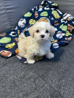 JJ🥹, a male Maltese and Shih Tzu for sale in Orlando, FL – Photo 1 of 6