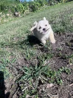JJ🥹, a male Maltese and Shih Tzu for sale in Orlando, FL – Photo 6 of 6