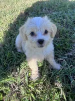 JJ🥹, a male Maltese and Shih Tzu for sale in Orlando, FL – Photo 4 of 6