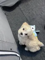 JJ🥹, a male Maltese and Shih Tzu for sale in Orlando, FL – Photo 5 of 6