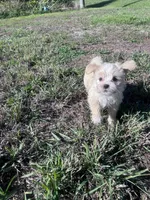 JJ🥹, a male Maltese and Shih Tzu for sale in Orlando, FL – Photo 3 of 6