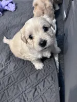 Polo❤️, a male Maltese and Shih Tzu for sale in Orlando, FL – Photo 2 of 6