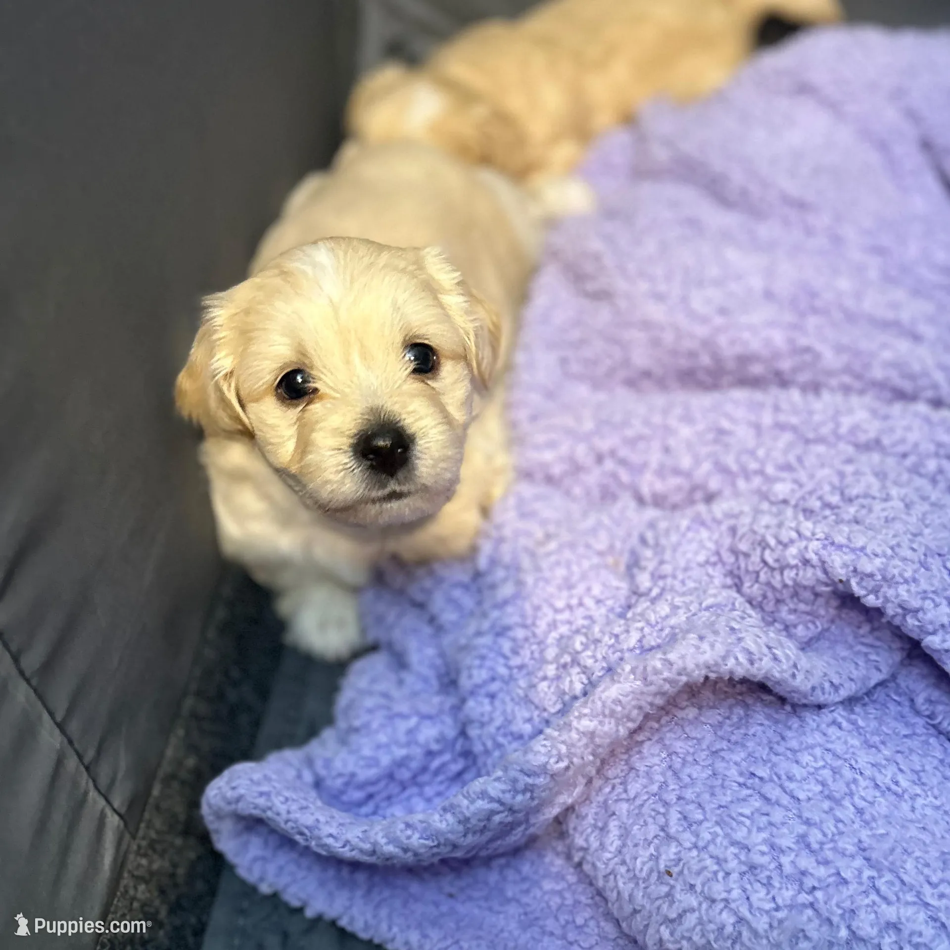 Polo❤️, a male Maltese and Shih Tzu for sale in Orlando, FL – Photo 4 of 6