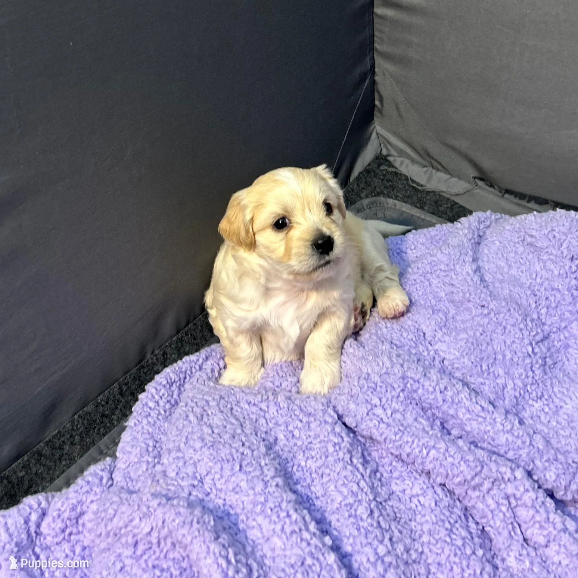 Polo❤️, a male Maltese and Shih Tzu for sale in Orlando, FL – Photo 3 of 6