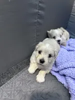 Polo❤️, a male Maltese and Shih Tzu for sale in Orlando, FL – Photo 5 of 6