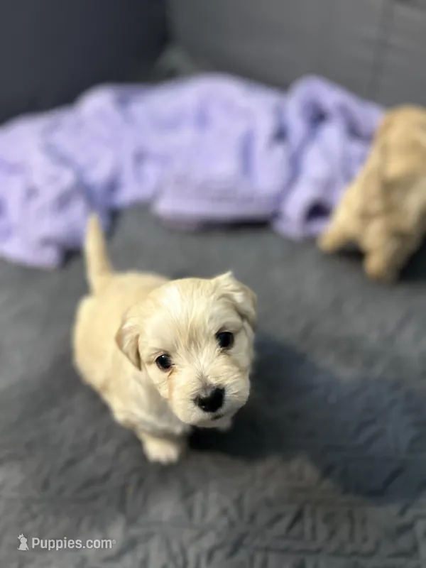 Polo❤️ – Maltese, Shih Tzu puppy for sale in Orlando, FL