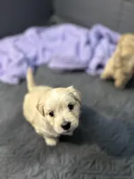 Polo❤️, a male Maltese and Shih Tzu for sale in Orlando, FL – Photo 1 of 6