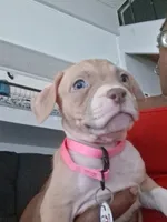 Buddy jr. And Red, a female American Pit Bull Terrier for sale in Sacramento, CA – 2 of 2