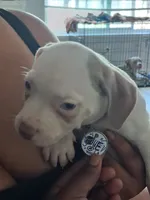 Dutchess,  blue, red, spot, a female American Pit Bull Terrier for sale in Sacramento, CA – 4 of 4