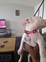 Dutchess,  blue, red, spot, a female American Pit Bull Terrier for sale in Sacramento, CA – 2 of 4