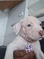 Dutchess,  blue, red, spot, a female American Pit Bull Terrier for sale in Sacramento, CA – 3 of 4
