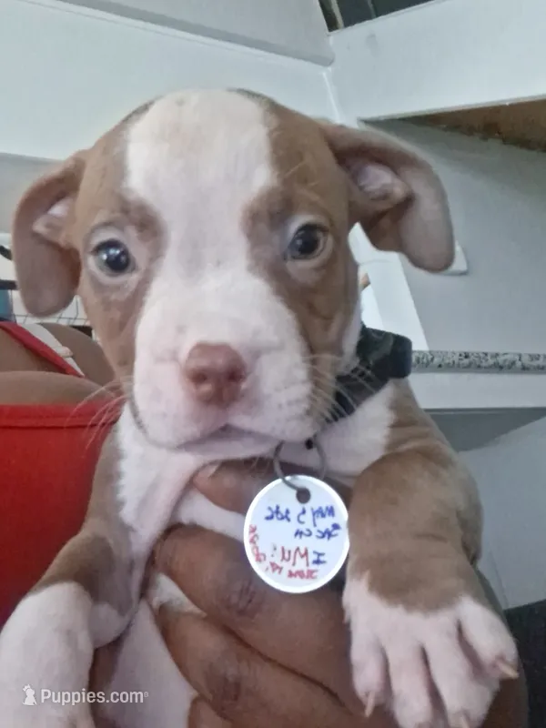 Buddy jr. And Red – American Pit Bull Terrier puppy for sale in Sacramento, CA