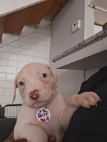 Dutchess,  blue, red, spot, a female American Pit Bull Terrier for sale in Sacramento, CA – 1 of 4