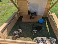 Shadow 2.1, a male German Shepherd Dog for sale in Ruston, LA – Photo 4 of 5