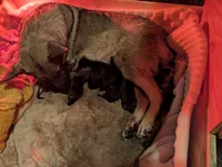 Shadow 2.1, a male German Shepherd Dog for sale in Ruston, LA – Photo 3 of 5