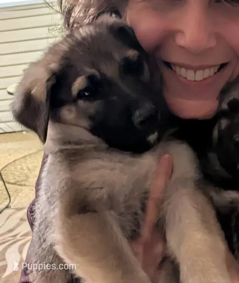 Shadow 2.0 – German Shepherd Dog puppy for sale in Ruston, LA